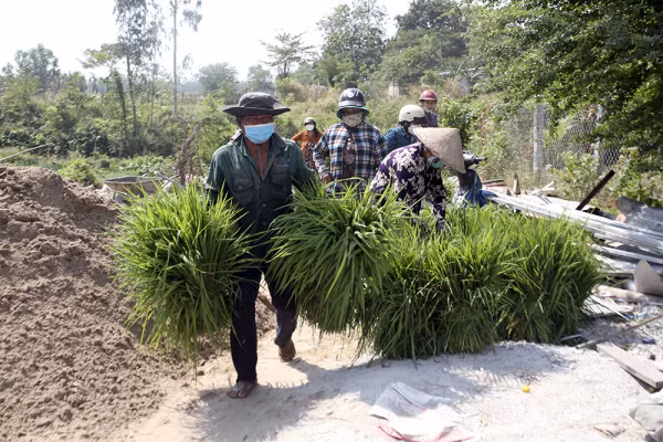 Người dân mang cỏ từ bến lên chợ.