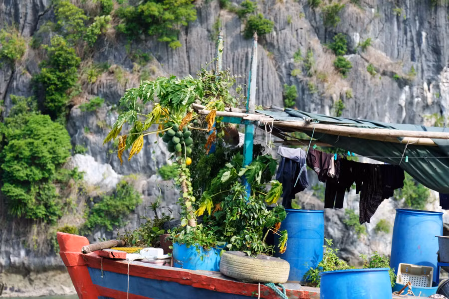 Một số hộ dân còn trồng đu đủ trong những chậu nhựa nhưng rất sai quả