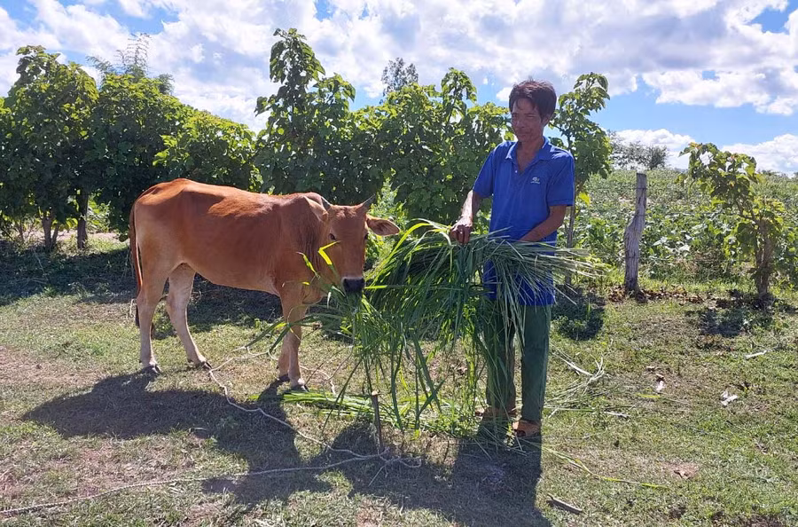 Hộ nghèo xã Yang Trung (huyện Kông Chro) đang chăm sóc bò sinh sản được hỗ trợ. Ảnh: N.D