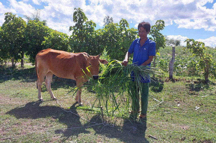Hộ nghèo xã Yang Trung (huyện Kông Chro) đang chăm sóc bò sinh sản được hỗ trợ. Ảnh: N.D Hộ nghèo xã Yang Trung (huyện Kông Chro) đang chăm sóc bò sinh sản được hỗ trợ. Ảnh: N.D