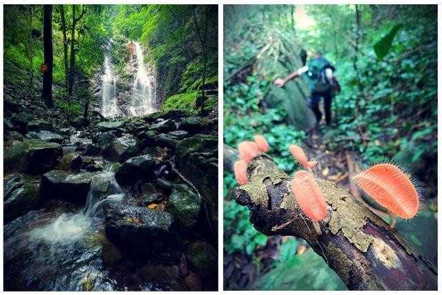 Thác Khỉ ở Vườn quốc gia Chư Mom Ray (Kon Tum) và nấm ly hồng lông thô (Cookeina tricholoma) nằm trong sách đỏ Việt Nam tại núi Bà Đen (Tây Ninh) Thác Khỉ ở Vườn quốc gia Chư Mom Ray (Kon Tum) và nấm ly hồng lông thô (Cookeina tricholoma) nằm trong sách đỏ Việt Nam tại núi Bà Đen (Tây Ninh)