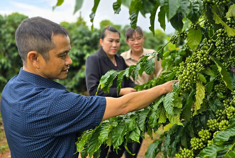 Nhờ canh tác theo hướng hữu cơ, vườn cà phê của gia đình ông Huỳnh Thông cho năng suất cao. Ảnh: N.H