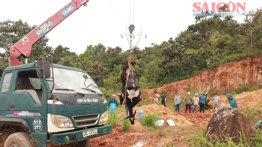 Người dân đưa bò sữa bị chết đi tiêu huỷ trên địa bàn xã Hiệp Thạnh, huyện Đức Trọng, tỉnh Lâm Đồng