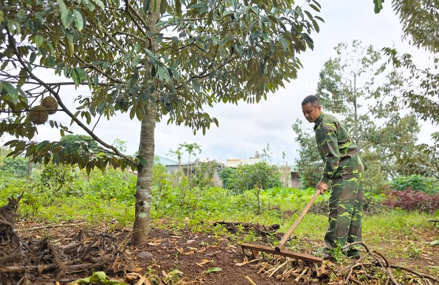 Ông Thông dọn vệ sinh các gốc cây trồng. Ảnh: N.H