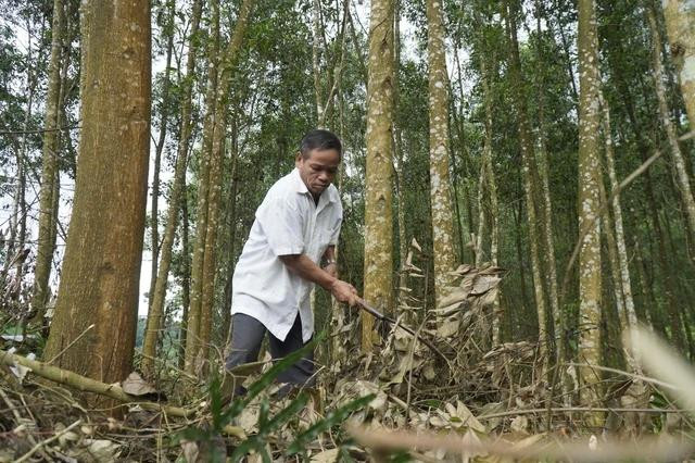 Già Hồ Bảo có gần 1 ha keo lai chưa thể khai thác