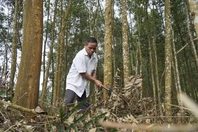 Già Hồ Bảo có gần 1 ha keo lai chưa thể khai thác