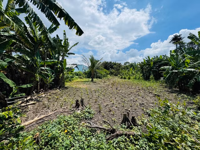 Đất nông nghiệp nhiều nơi ở TP.HCM không thể canh tác do không có hệ thống thủy lợi