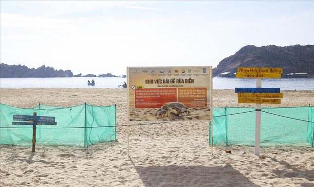 Xã Nhơn Hải khoanh vùng bãi đẻ cho rùa. Ảnh: Trương Định Xã Nhơn Hải khoanh vùng bãi đẻ cho rùa. Ảnh: Trương Định