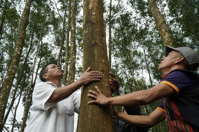 Những khu rừng keo lai của dân bản Ho Rum dù đã quá tuổi nhưng chưa thể khai thác do nhiều vướng mắc