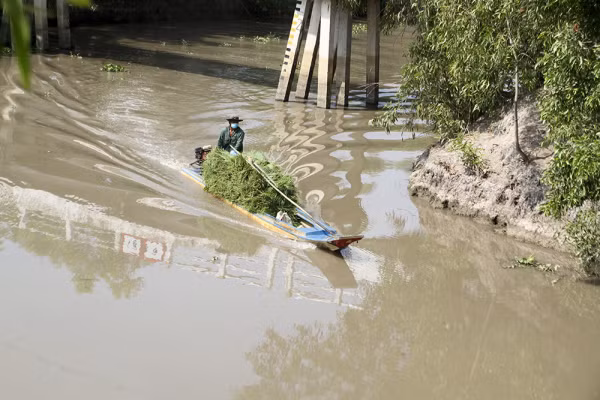 Tắc ráng chở cỏ về chợ bán.