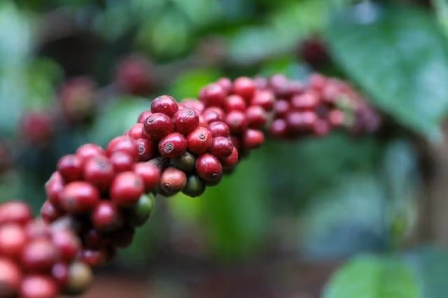 Giá cà phê giảm mạnh