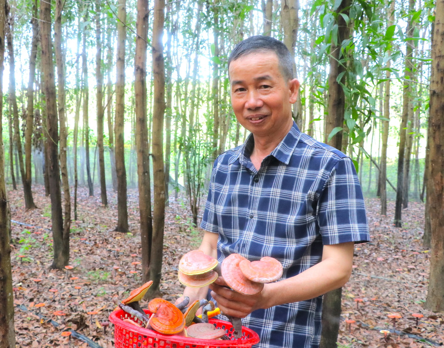 Ông Nguyễn Đình Nam (làng Groi, xã Ya Hội, huyện Đak Pơ) có thêm nguồn thu nhập nhờ trồng nấm linh chi dưới rừng keo. Ảnh: Ngọc Minh Ông Nguyễn Đình Nam (làng Groi, xã Ya Hội, huyện Đak Pơ) có thêm nguồn thu nhập nhờ trồng nấm linh chi dưới rừng keo. Ảnh: Ngọc Minh