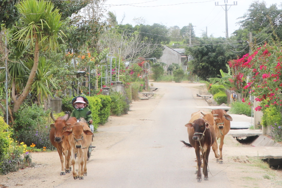 Với sự quan tâm hỗ trợ của các cơ quan, đơn vị của huyện Đak Pơ nhiều hộ dân trên địa bàn xã Yang Bắc phát triển chăn nuôi, từng bước cải thiện đời sống, vươn lên thoát nghèo. Ảnh: Ngọc Minh Với sự quan tâm hỗ trợ của các cơ quan, đơn vị của huyện Đak Pơ nhiều hộ dân trên địa bàn xã Yang Bắc phát triển chăn nuôi, từng bước cải thiện đời sống, vươn lên thoát nghèo. Ảnh: Ngọc Minh