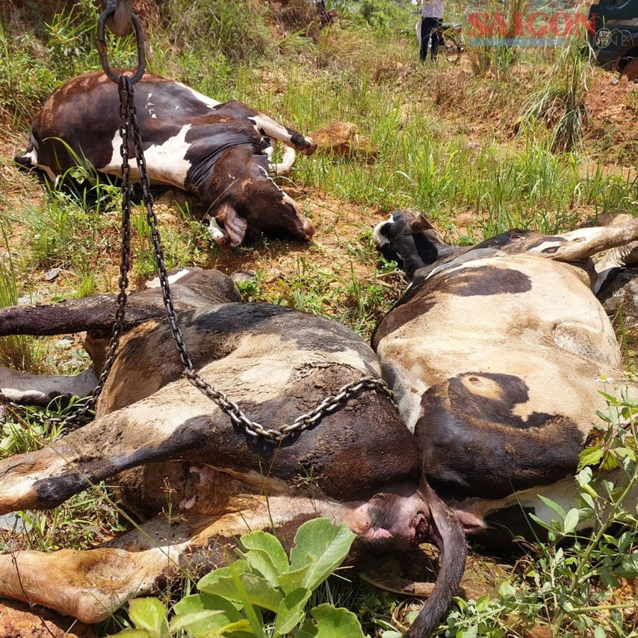 Những con bò sữa sau khi tiêm vaccine phòng bệnh viêm da nổi cục lần lượt bị chết sau vài ngày