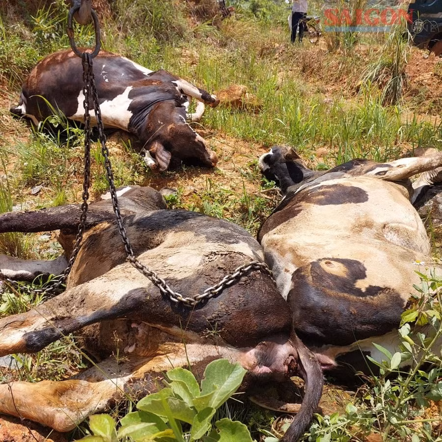 Những con bò sữa sau khi tiêm vaccine phòng bệnh viêm da nổi cục lần lượt bị chết sau vài ngày