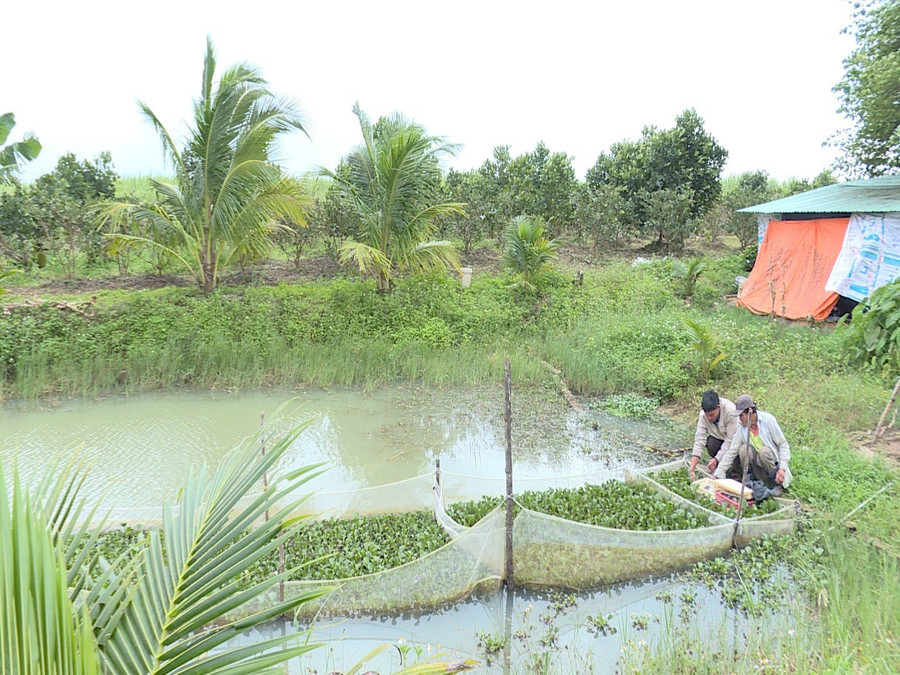 Hiện nay, nhiều hộ ở xã Đak Hlơ đã mua con giống tại các hộ tham gia mô hình để nuôi nhằm cải thiện thu nhập. Ảnh: Nhật Hào