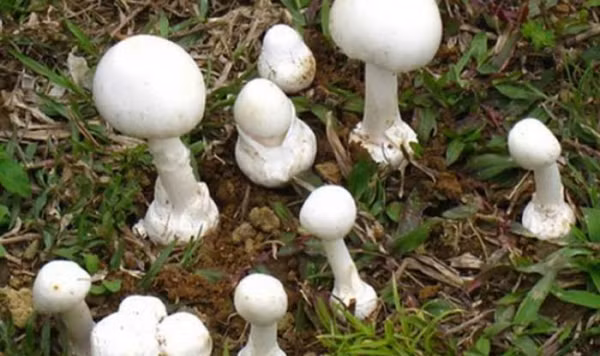 Một loài nấm độc mọc hoang trên rừng.
