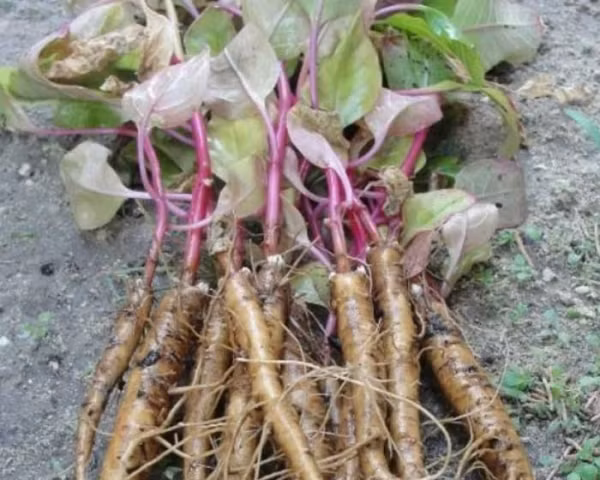 Cây thương lục, có hình dáng giống củ sâm nên bà con thường bị nhầm và gây ra những vụ ngộ độc nghiêm trọng.