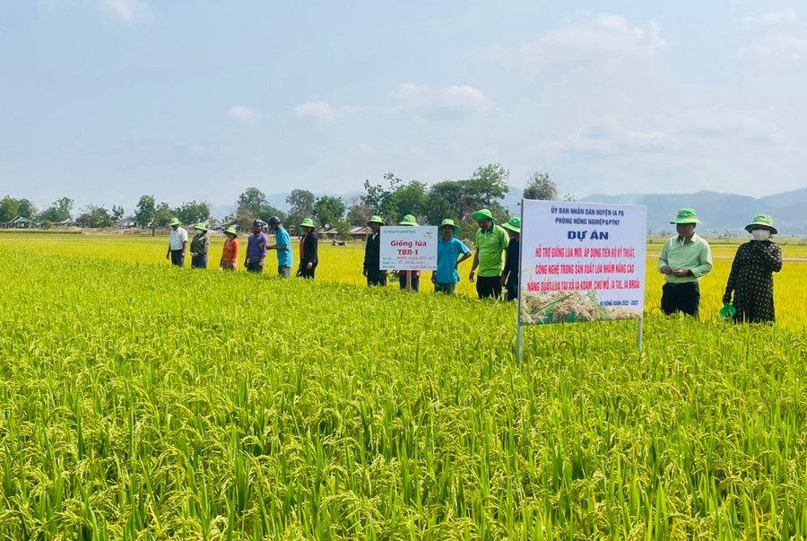 Các hộ dân tham gia hội thảo đầu bờ Dự án hỗ trợ giống lúa mới TBR-1 tại cánh đồng xã Chư Mố. Ảnh: Vũ Chi Các hộ dân tham gia hội thảo đầu bờ Dự án hỗ trợ giống lúa mới TBR-1 tại cánh đồng xã Chư Mố. Ảnh: Vũ Chi