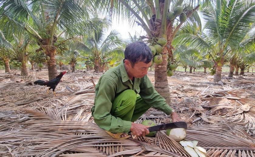Vườn dừa xiêm dứa đem lại thu nhập ổn định cho gia đình ông Phan Trọng Hanh. Ảnh: Hà Phương