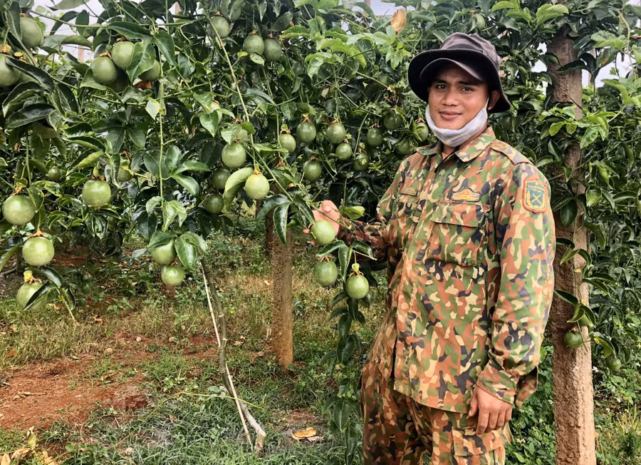 Anh Tũy-làng Hlang trồng xen cây chanh dây trong vườn cà phê cho hiệu quả kinh tế cao. Ảnh: Lê Nam