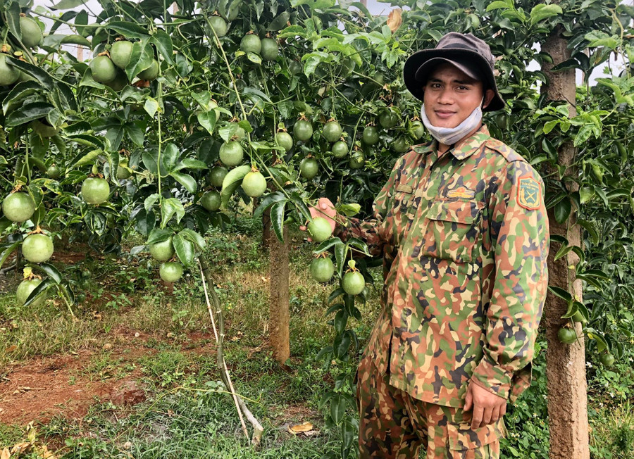 Anh Tũy-làng Hlang trồng xen cây chanh dây trong vườn cà phê cho hiệu quả kinh tế cao. Ảnh: Lê Nam