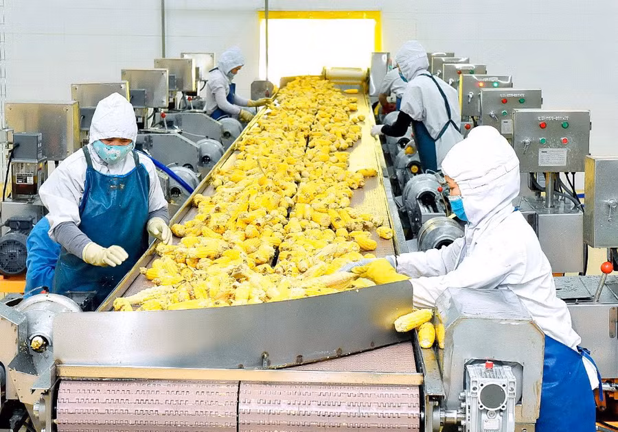 Chế biến rau quả xuất khẩu tại DOVECO Gia Lai. Ảnh: Đức Thụy