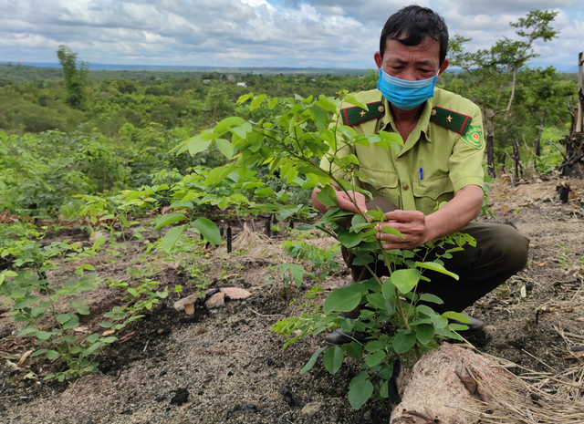 Cây trắc con mọc lên từ rễ của cây mẹ, có thể đem đi trồng mới. Ảnh: Trần Hiếu Cây trắc con mọc lên từ rễ của cây mẹ, có thể đem đi trồng mới. Ảnh: Trần Hiếu