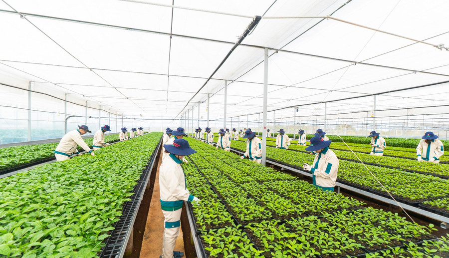 Vườn ươm giống chanh dây chất lượng cao của Công ty cổ phần Quốc tế Thông Đỏ tại huyện Chư Pưh. Ảnh: Lam Giang Vườn ươm giống chanh dây chất lượng cao của Công ty cổ phần Quốc tế Thông Đỏ tại huyện Chư Pưh. Ảnh: Lam Giang