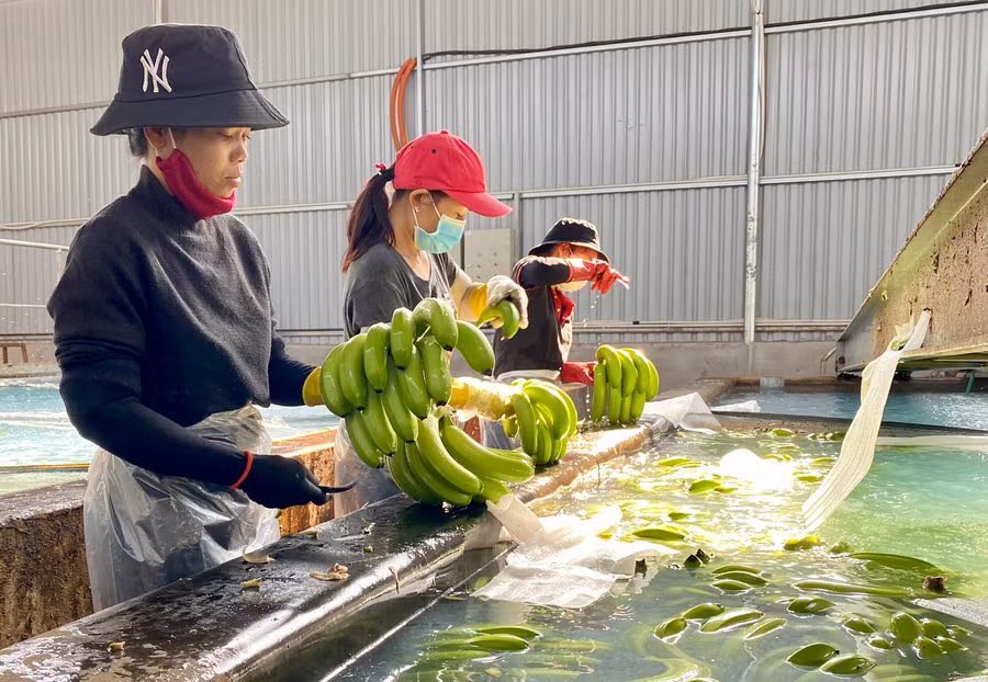 Sơ chế chuối tại Công ty cổ phần Nông nghiệp công nghệ cao Hưng Sơn. Ảnh: Hà Duy