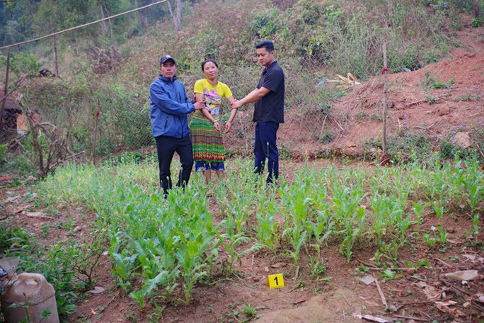 Người phụ nữ trồng gần 600 cây thuốc phiện trong vườn - Ảnh 1. Hạng Thị Cá trồng cây thuốc phiện trong vườn nhà. Ảnh: Công an cung cấp