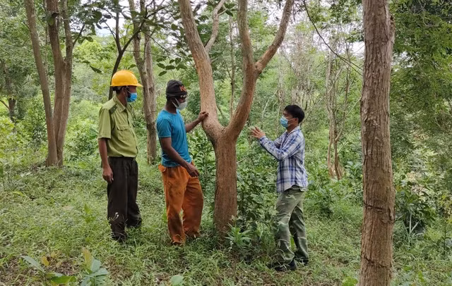 Nhiều vườn trắc của người dân đã thành rừng trắc. Ảnh: Trần Hiếu