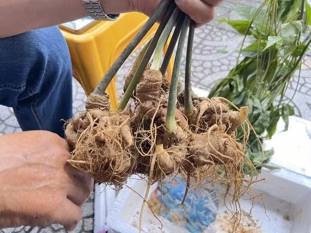 Một lô sâm khác PV đặt mua và được giao tại TP. HCM với giá 1 triệu đồng/kg