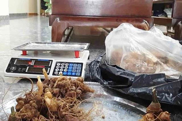Bà B. giới thiệu sâm nhập lậu tại cửa hàng Bà B. giới thiệu sâm nhập lậu tại cửa hàng