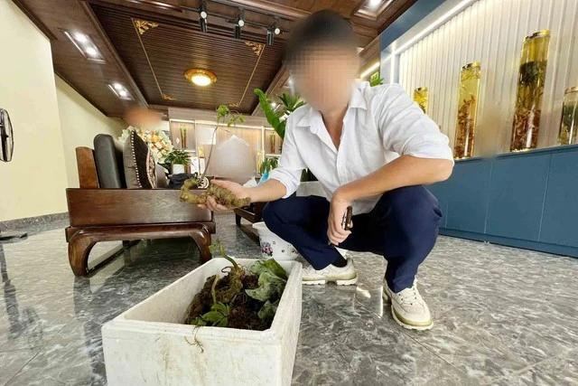 PV Thanh Niên xem cây sâm được bà B. quảng cáo là sâm rừng (sâm tự nhiên) tại cửa hàng