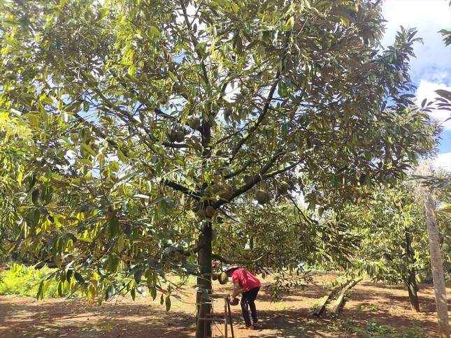 Nhiều hộ dân trên địa bàn huyện Krông Búk kinh tế ổn định nhờ cây sầu riêng.