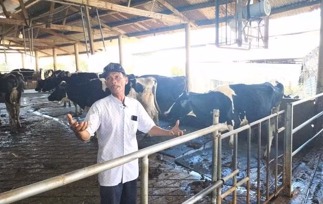 Ông Nguyễn Tấn Tuân lo lắng vì đàn bò 28 con đang ngắc ngoải