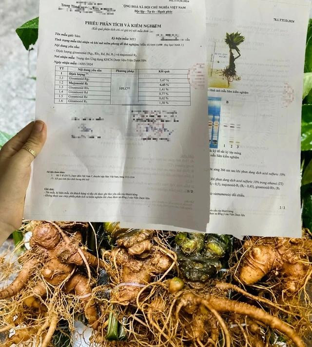 Người bán giới thiệu lô sâm Việt với PV chỉ 3,5 triệu đồng/kg, nhưng có cả giấy kiểm nghiệm Người bán giới thiệu lô sâm Việt với PV chỉ 3,5 triệu đồng/kg, nhưng có cả giấy kiểm nghiệm