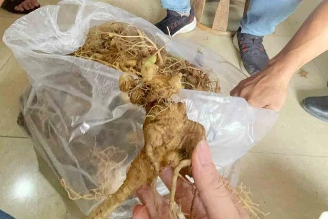 Tại một nhà dân cách trụ sở HTX vài cây số, ông N. giới thiệu sâm nhập lậu từ Trung Quốc Tại một nhà dân cách trụ sở HTX vài cây số, ông N. giới thiệu sâm nhập lậu từ Trung Quốc