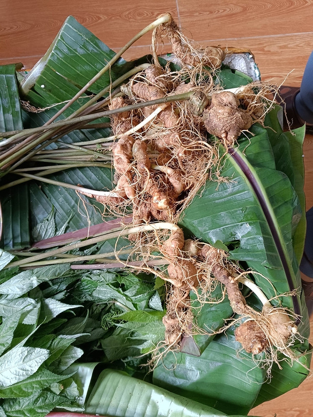 Giống sâm Lai Châu từ Trung Quốc tuồn về VN có thể biến thành sâm trồng tại Lai Châu Giống sâm Lai Châu từ Trung Quốc tuồn về VN có thể biến thành sâm trồng tại Lai Châu