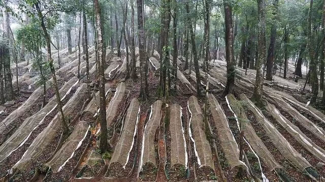 Vườn sâm Ngọc Linh “thật” của Công ty CP Sâm Ngọc Linh Kon Tum