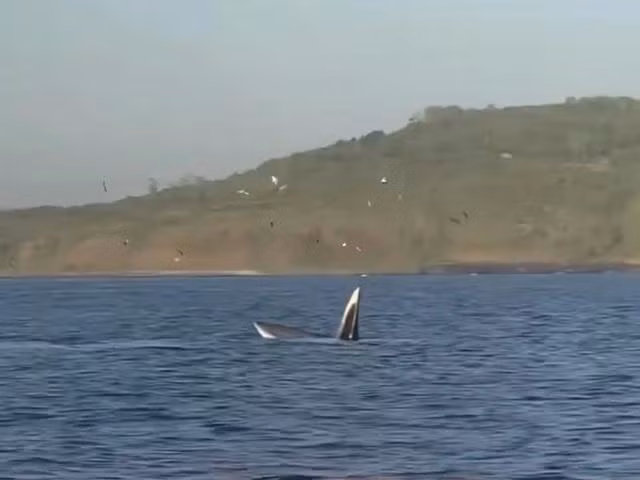 Ngư dân ghi lại hình ảnh cá voi há miệng săn mồi tại vùng biển gần danh thắng Gành Đá Đĩa