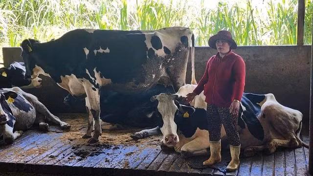 Hộ bà Loan có 2 bò sữa bị chết sau khi tiêm vắc xin