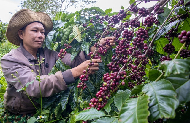 Giá cà phê đồng loạt tăng