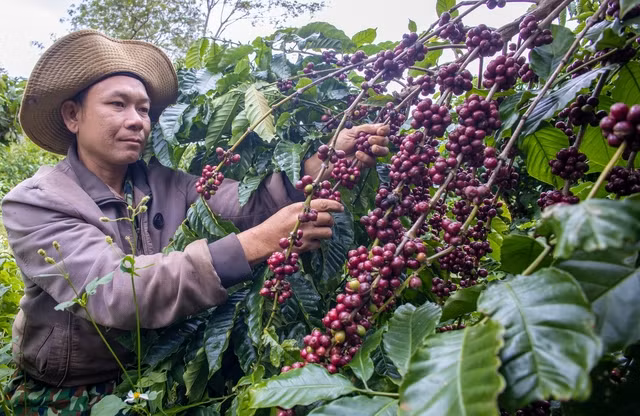 Giá cà phê đồng loạt tăng