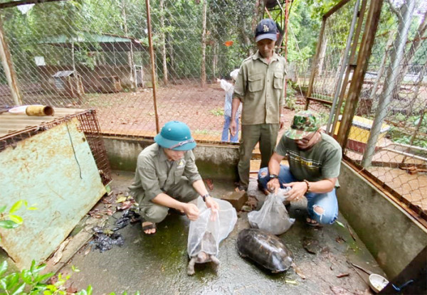 Tiếp nhận và thả cá thể rùa quý về lại rừng xanh.