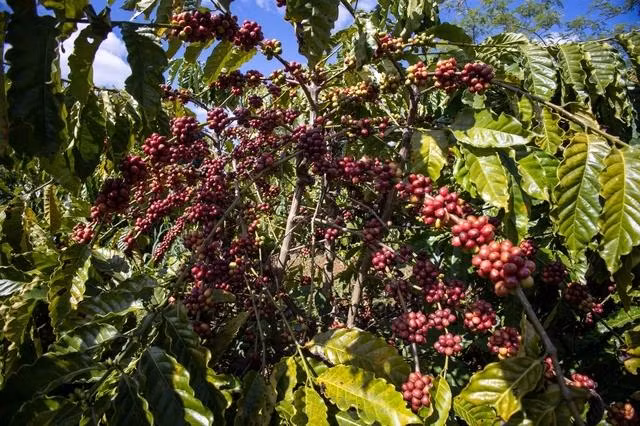 Giá cà phê giảm 159 USD/tấn trong tuần này