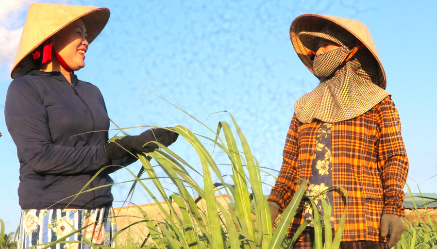 Hàng năm, gia đình bà Đoàn Thị Thanh Thủy (bìa trái, thôn An Định, xã Cư An, huyện Đak Pơ) thu nhập 1,5 tỷ đồng từ trồng mía và nhận đầu tư mía cho người dân. Ảnh: N.M Hàng năm, gia đình bà Đoàn Thị Thanh Thủy (bìa trái, thôn An Định, xã Cư An, huyện Đak Pơ) thu nhập 1,5 tỷ đồng từ trồng mía và nhận đầu tư mía cho người dân. Ảnh: N.M