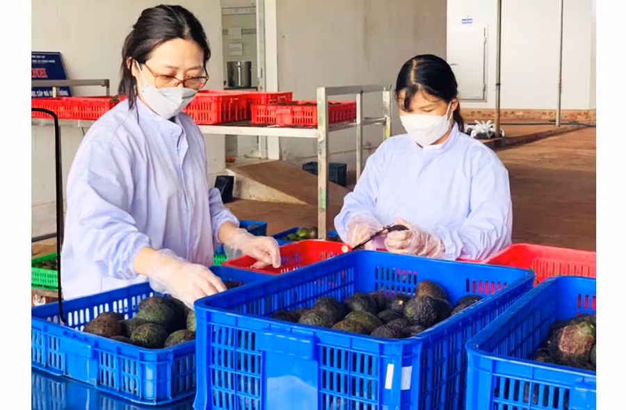 Việc ứng dụng tiến bộ khoa học kỹ thuật vào sản xuất và chế biến bơ giúp nâng cao giá trị sản phẩm. Ảnh: M.K