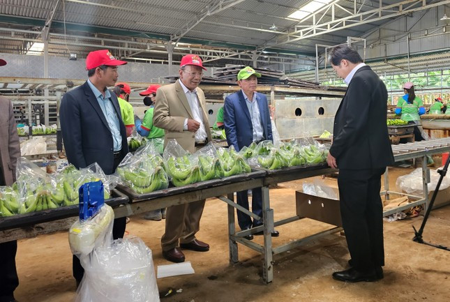 Sản phẩm chuối xuất khẩu được trồng tại Đắk Lắk